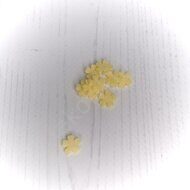 Набор мелких цветочков из мягкого фетра "Пятилистник фигурный" 10 мм, цв.пастельный желтый (10 шт)