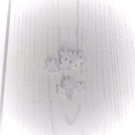 Набор мелких цветочков из мягкого фетра "Пятилистник круглый" 8 мм, (10 шт) цв.белый